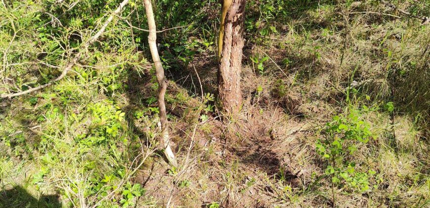 NEW LISTING!! 00000 286TH RD Holton, Ks, 66436